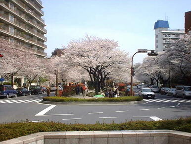 播磨坂さくら並木
