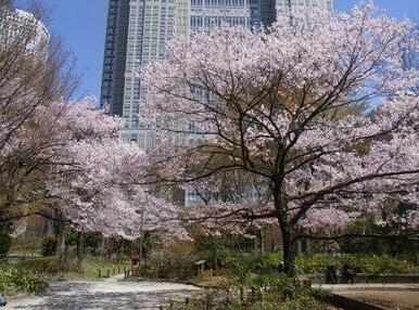 新宿中央公園