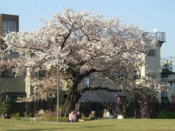 新宿区立富久さくら公園